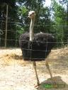 Not from Borneo but welcome at the Lok Kawi Wildlife Park nevertheless.