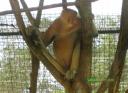 Male proboscis monkey with the large nose. Very popular with the ladies…