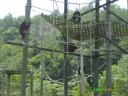 Orang utans at play at their pen in Lok Kawi Wildlife Park