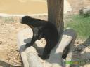 A sun bear in the enclosure at Lok Kawi Wildlife Park