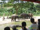 Playful Elephants at on of the exhibits at Lok Kawi Wildlife Park