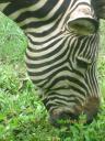 Zebra - One of Africa’s most known animals