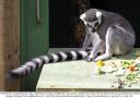 RIng-tailed Lemur - From Madacascar, they like to move it.