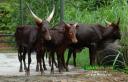 Ankole Cattle - Longhorned visitors to Lok Kawi Wildlife Park