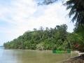 Tropical jungle to explore on Gaya Island around Downbelow's dive station
