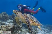 Copyright Downbelow Marine and Wildlife Adventures