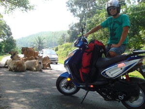 You never know what you may encounter on Sabah's roads